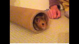 Happy Syrian Hamster Squeaking Like A Little Rubber Duck Youtube