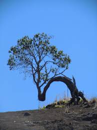 Pin By Ray Barnes On Survivors Weird Trees Nature Tree Tree Photography