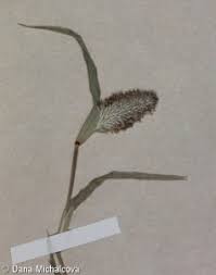 Image result for Crypsis schoenoides