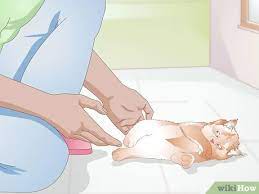How To Save A Dying Kitten 12 Steps With Pictures Wikihow