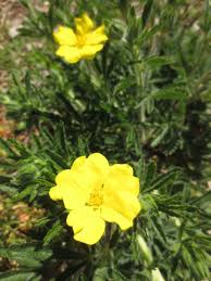 Image result for Potentilla recta