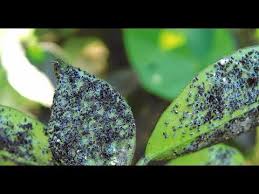 Manchas circulares em tons de castanhos ou marrom (inclusive com bordas amareladas) ou anéis avermelhados nas folhas de orquídeas, podem indicar doença causada por fungos. Como Acabar Com O Pulgao Que Ataca Laranjeiras E Limoeiros Youtube