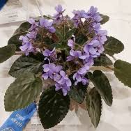 Image result for Saintpauliopsis