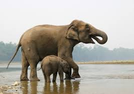 File:Elephant mother and calf - chitwan.jpg - Wikimedia Commons