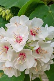 Image result for Dombeya burgessiae