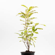 Image result for Carapa grandiflora