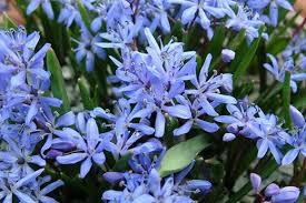 Look to the rare hue of these blue flowers to brighten up your garden. 10 Award Winning Small Bulbs With Blue Flowers Rhs Gardening