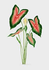 Flower Nohat Free For Designer