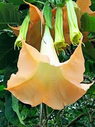 Image result for Brugmansia