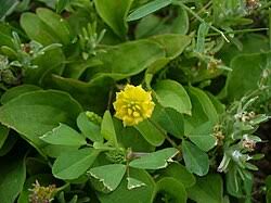 Image result for Trifolium campestre