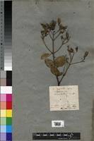Image result for Usteria guineensis