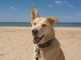 We did not find results for: Yellow German Shepherd Halfflops