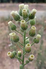Image result for Erigeron bonariensis