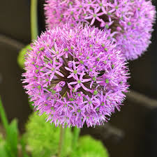 Allium (Zierlauch) - Bloomy Blog | Blumentipps und mehr