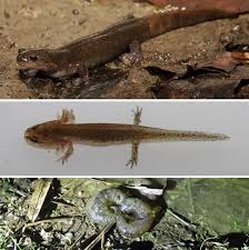 Image result for Meiosperma debile