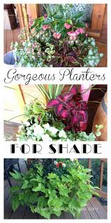 Here are 20 flowers that can withstand all the sun and heat that summer brings. 14 Shade Loving Potted Plants Ideas Plants Shade Plants Container Plants