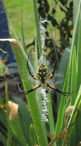 Big Black And Yellow Striped Spider A Great Big And Beautiful Spider In The Greek Mythology Garden She Knew Her Place She Is A Black And Yellow Orb Spider Bec Water Nymphs School Garden Naiad