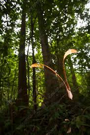 Image result for Dipterocarpaceae