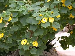 Image result for Pedaliaceae