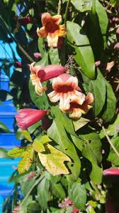 Image result for Bignonia capreolata