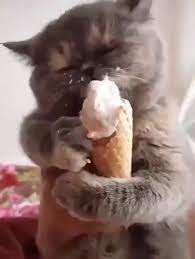 Funny Cat Loves Eating Ice Cream Video Funny Animal Videos Funny Animals Cute Baby Animals