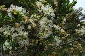 Image result for Melaleuca sp. A (Biegel 5741)