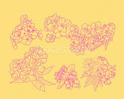 12 x 12 inch tools : Set Sketch Line Art Of Cherry Blossom Flowers And Branch Vector Illustration C Margolana 9063226 Stockfresh
