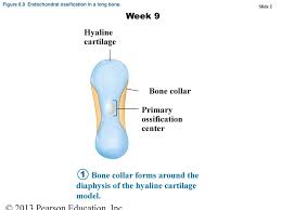 The model of human long bone is very different from others since there are typical information on two levels including geometric attribute and medical semantic. Ch 6 Bone Tissue The Skeletal System Ppt Download