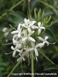 Image result for Pavetta uniflora