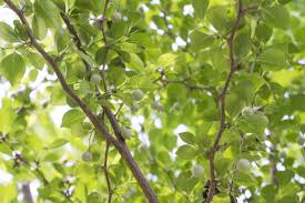 エゴノキの育て方 植物図鑑プラントブック 庭木 観葉植物 花の育て方