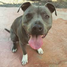 A singer is nearly electrocuted during a performance. Cesar Millan Junior Loves Being At The Dpc Facebook