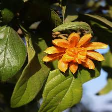 Image result for Turraea floribunda
