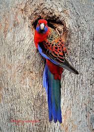 Crimson Rosella Credit Gregory Coonghe Australian Native Animals Pet Birds Beautiful Birds