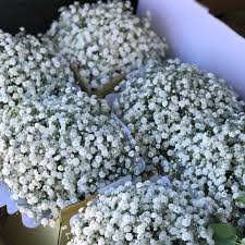 Click to see full answer. Here Is What You Need To Know About Gypsophila Flowers Baby S Breath Its Not What You Think Eagle Link Flowers