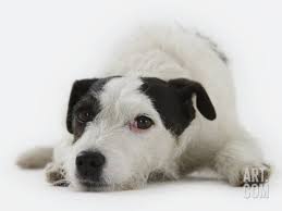 Black And White Jack Russell Terrier Puppy Jack Russell Terrier Lying Down Photographic Print Russell Glenister Art Com Jack Russell Jack Russell Terrier Russell Terrier