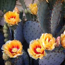 Image result for Opuntia