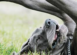 See more ideas about dane puppies, puppies, dane. Great Dane