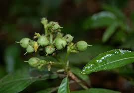 Image result for Rinorea ferruginea