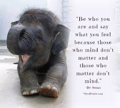 Andrea Elson On Twitter Elephant Quotes Funny Elephant Elephant