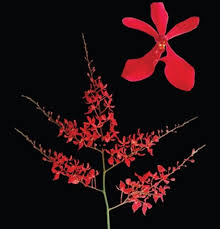 Image result for Azima