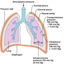 Slide16 Jpg 611 611 Respiratory Therapist Student Respiratory System Respiratory Care