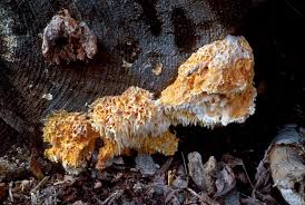 Image result for Pycnoporellus alboluteus