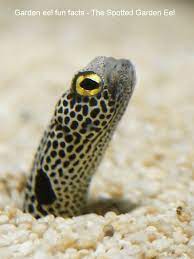 Garden Eel Fun Facts The Spotted Garden Eel Fun Facts Species Sea Life