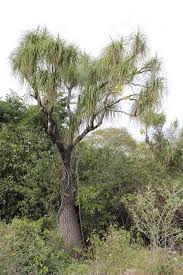 Image result for Beaucarnea recurvata