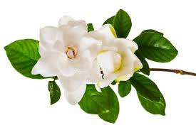 Image result for gardenia