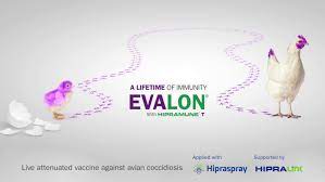 What is a disease any condition that results in deviation from normal function. Hipra Coccidiosis In Chickens Vaccination Poultry