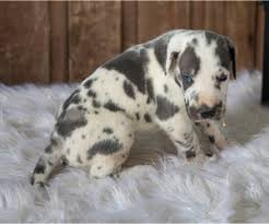 Below are our newest added great danes available for adoption in colorado. Great Dane Puppies For Sale In Indiana Usa Page 1 10 Per Page Puppyfinder Com
