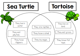 Sea Turtles Kindergarten Science Ngss Boom Cards Distance Learning Kindergarten Science Turtle Activities Turtle Science