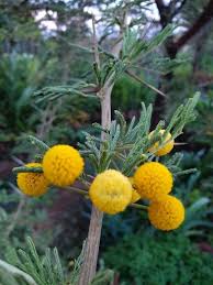 Image result for Acacia hockii