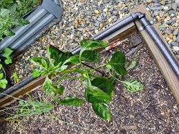 Hello all New to the group looks amazing so far I brought a Capsicum and  chill plant which started of well but now leaves are dropping off and  flowers have stopped Leave